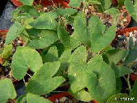 APODANTHERA (Cucurbitaceae)